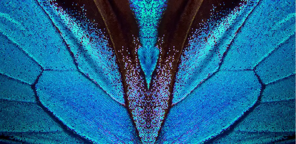 Close-up of vibrant blue butterfly wings, showcasing intricate patterns and textures with black accents. The image conveys natural beauty and symmetry.