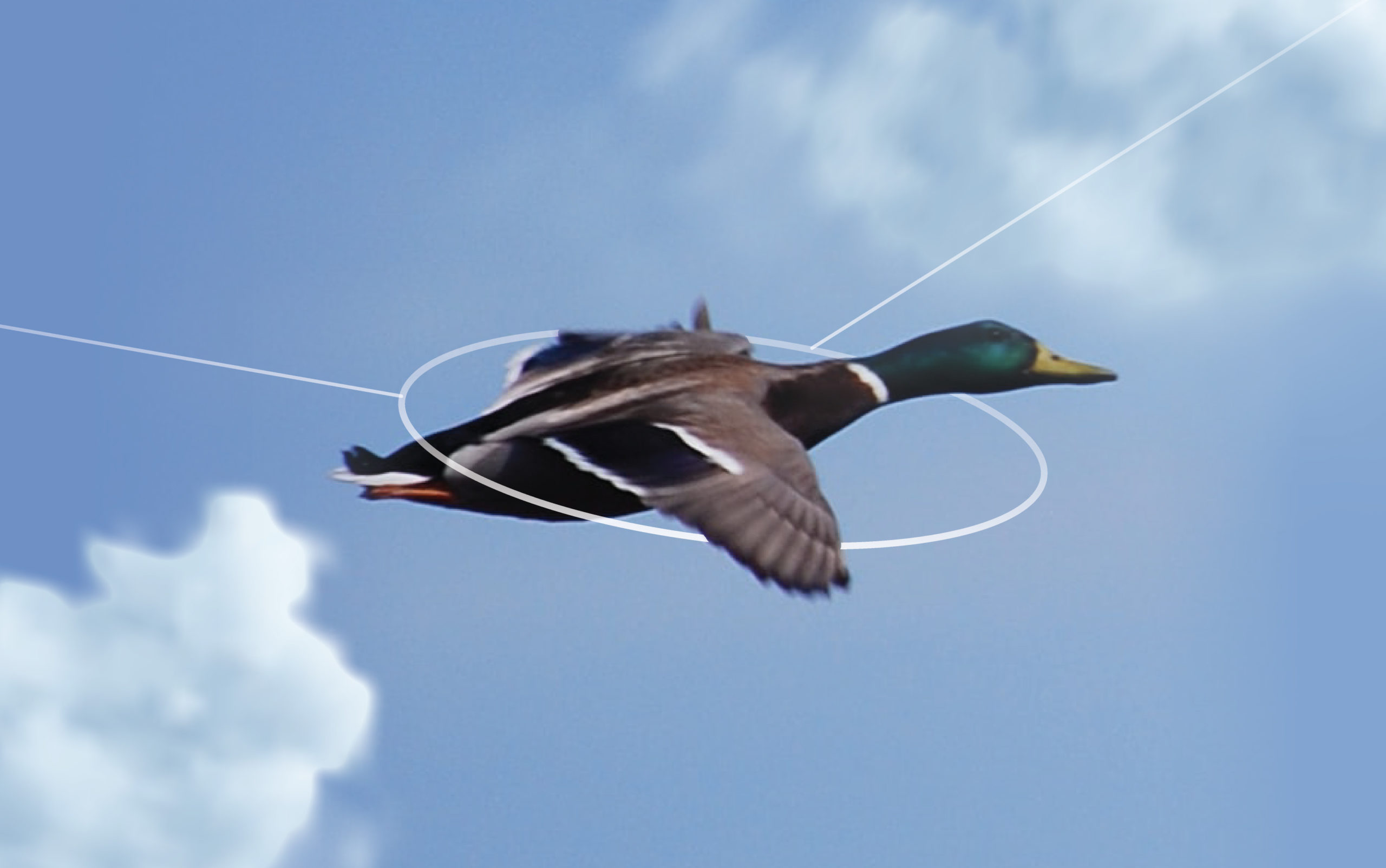 A mallard duck with vibrant green head and brown body flies in a clear blue sky. White rings encircle the duck, suggesting a focus or analysis theme.
