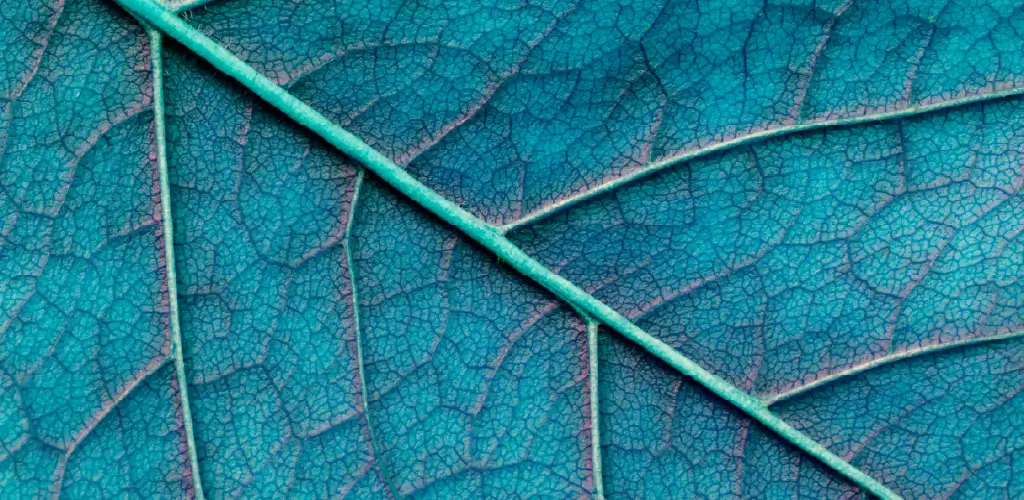 Close-up of a blue leaf highlighting intricate veins and textures. The organic patterns create a soothing, natural, and detailed visual effect.